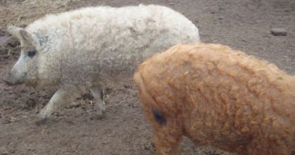 MANGALICA SERTÉSEKET FELVÁSÁROLUNK